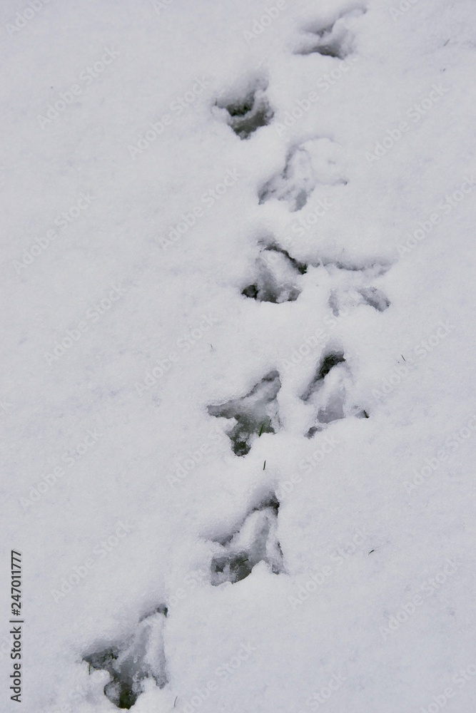 Bird footprints in snow - tracks of pheasant animal