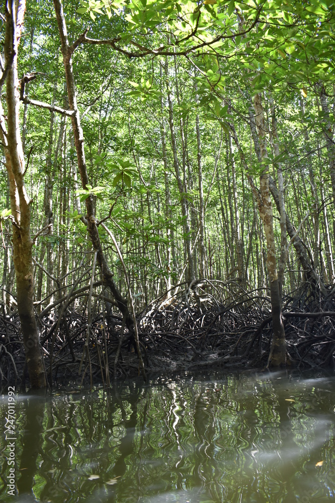 Kayak trip into the mangrove forest in Ao Thalaine in Krabi in Thailand, Asia Kayak trip into the mangrove forest in Ao Thalaine in Krabi in Thailand, Asia