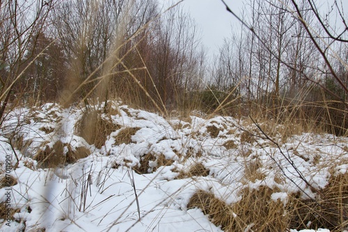 Snow covered tussocks and hummocks of grass