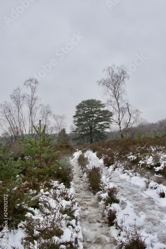 Wallpaper Mural Icy footpath between snow, heather, bushes and trees on a winter day Torontodigital.ca