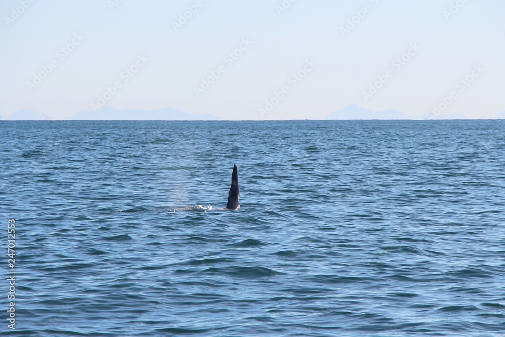 Naklejka premium The dorsal fin of a killer whale is visible above the waters of the Pacific Ocean near the Kamchatka Peninsula, Russia. Orca is a toothed whale belonging to the oceanic dolphin family.