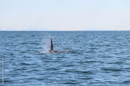 The dorsal fin of a killer whale is visible above the waters of the Pacific Ocean near the Kamchatka Peninsula, Russia. Orca is a toothed whale belonging to the oceanic dolphin family.