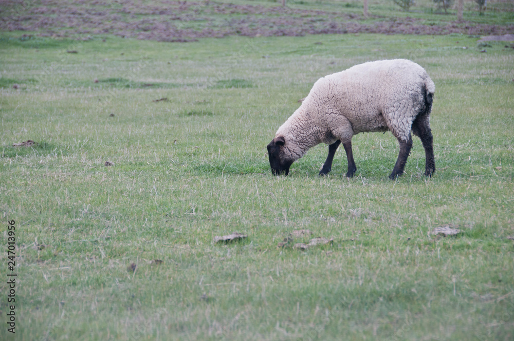 White fluffy wild sheep walk and eat green grass in country lush field White fluffy wild sheep walk and eat green grass in country lush field