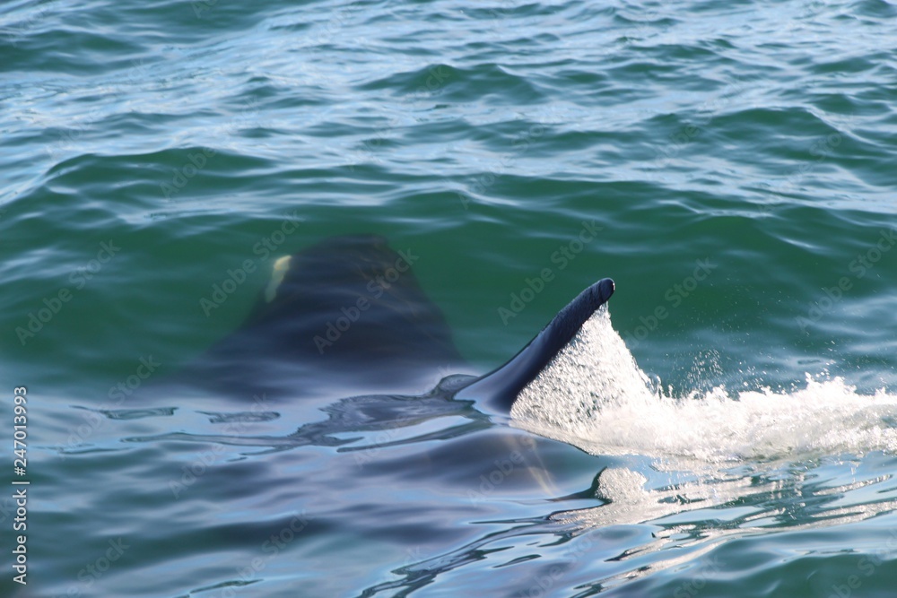 Fototapeta premium Killer whale under water, only a fin above it