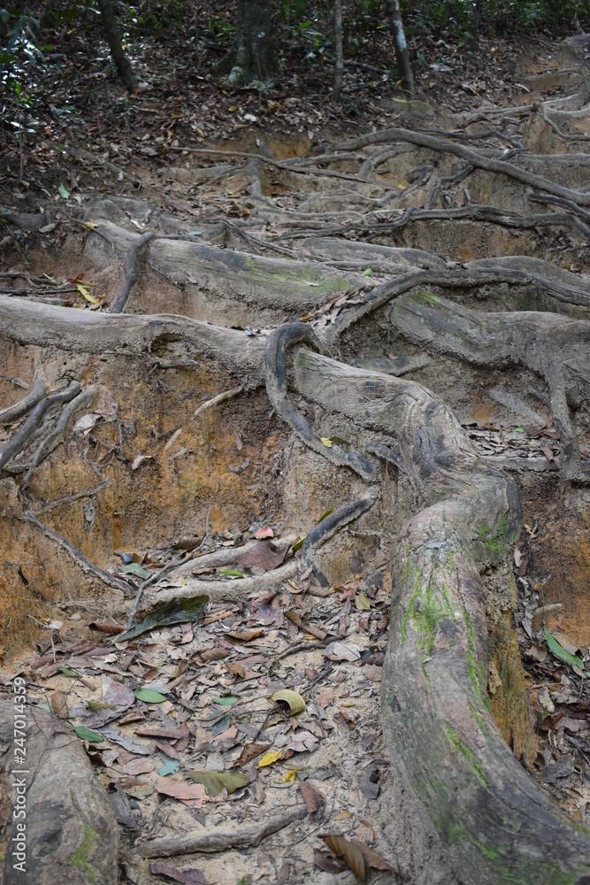 Jungle hiking trail with many big brown tree roots to dragon crest in Khao Ngon Nak in Krabi, Thailand, Asia Jungle hiking trail with many big brown tree roots to dragon crest in Khao Ngon Nak in Krabi, Thailand, Asia
