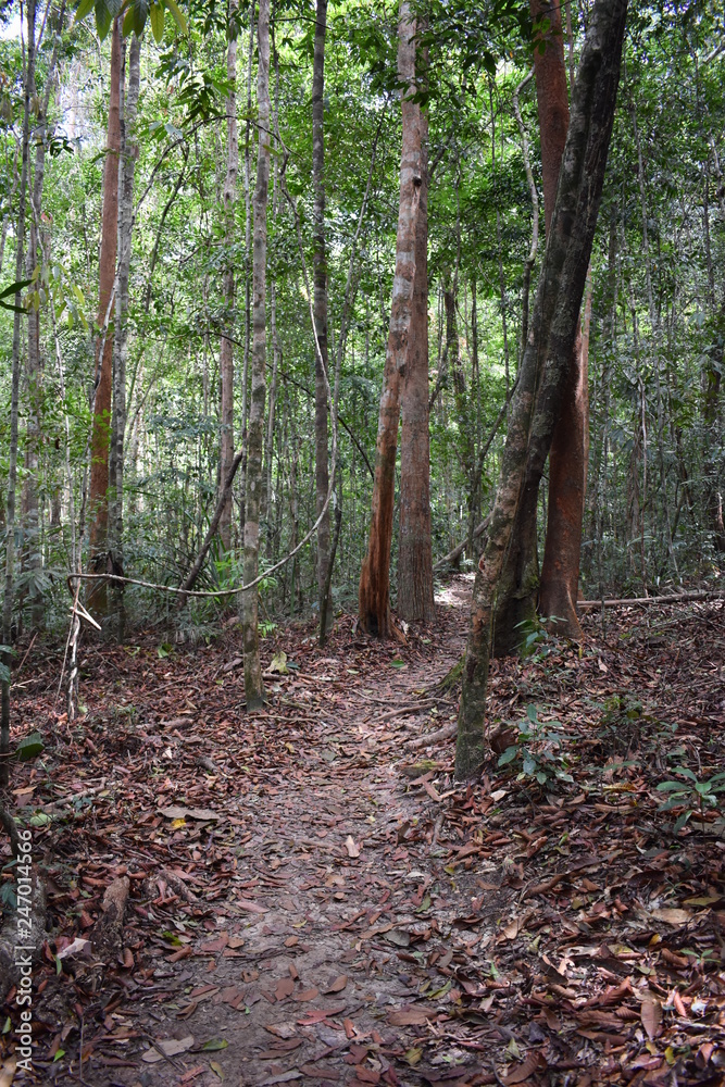 Jungle hiking trail with many big brown tree roots to dragon crest in Khao Ngon Nak in Krabi, Thailand, Asia Jungle hiking trail with many big brown tree roots to dragon crest in Khao Ngon Nak in Krabi, Thailand, Asia