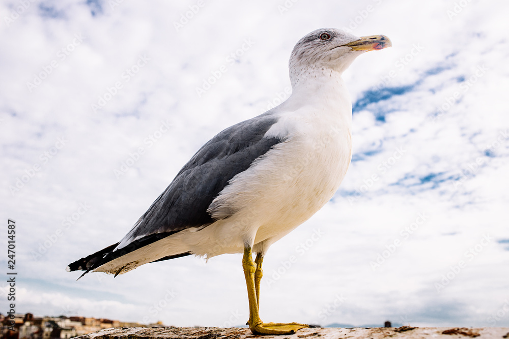 Close up view of white bird seagull sitting by the beach Close up view of white bird seagull sitting by the beach