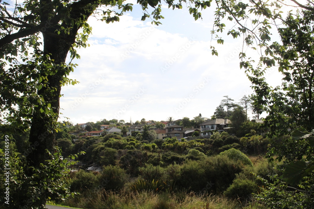 Fototapeta premium landscape with trees