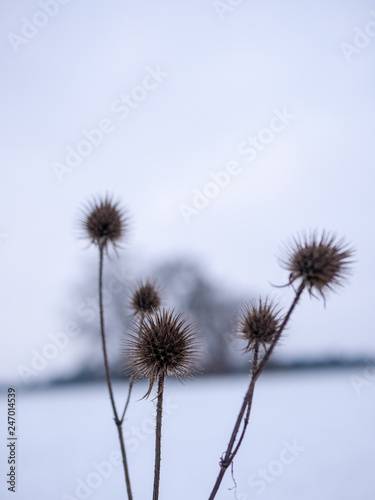 Winter Plants © Dennis