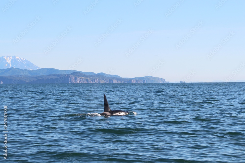 View of killer whale above water near Kamchatka Peninsula, Russia. The killer whale or orca (Orcinus orca) is a toothed whale belonging to the oceanic dolphin family, of which it is the largest member
