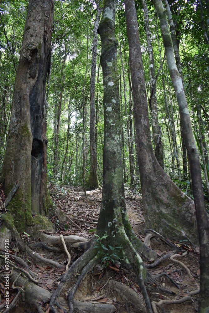Jungle hiking trail with many big brown tree roots to dragon crest in Khao Ngon Nak in Krabi, Thailand, Asia Jungle hiking trail with many big brown tree roots to dragon crest in Khao Ngon Nak in Krabi, Thailand, Asia