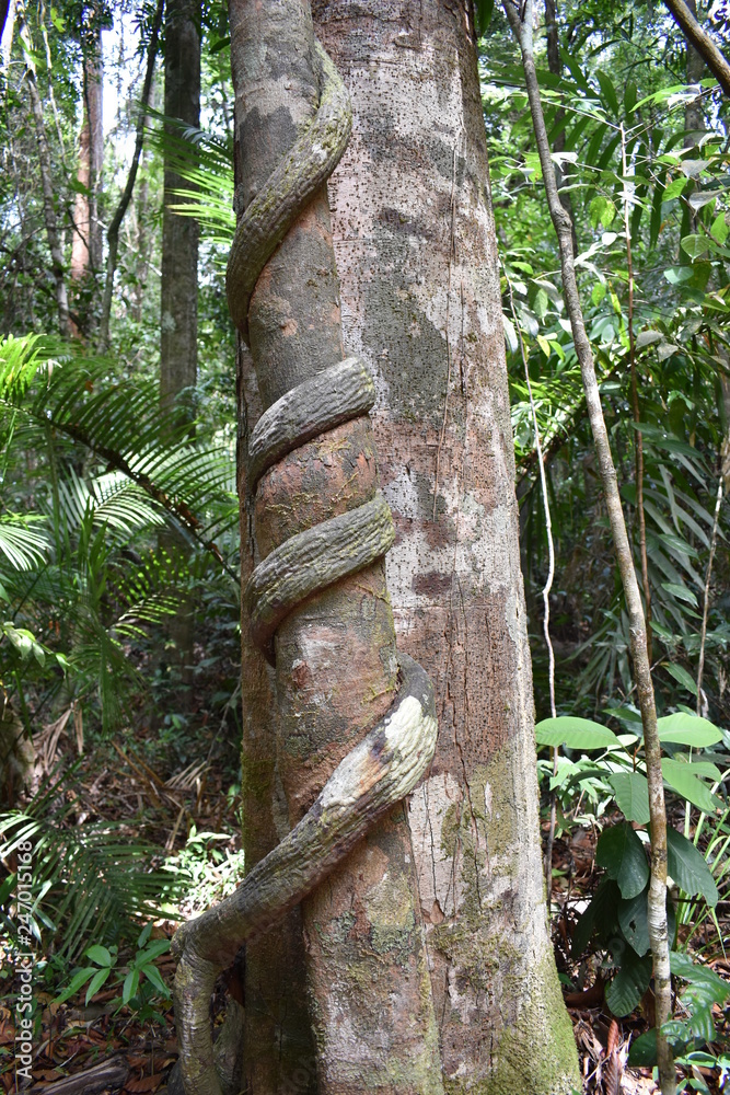 Fototapeta premium Big tree with a liana twisted around the trunk on the hiking trail at dragon crest in Khao Ngon Nak in Krabi, Thailand, Asia