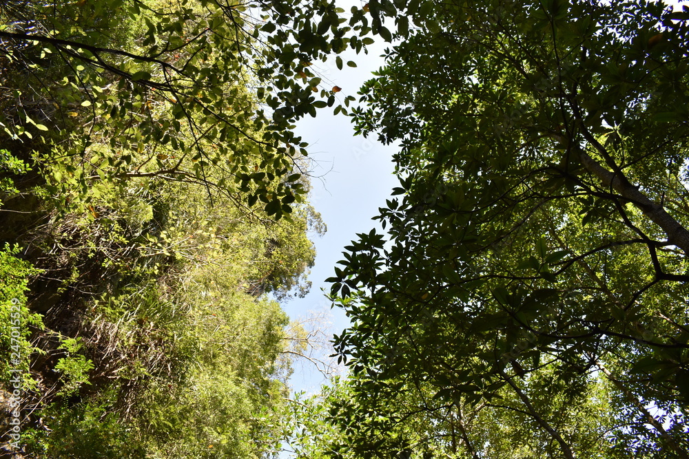 Fototapeta premium Jungle landscape with many trees in Krabi at the jungle hiking trail to dragon crest in Khao Ngon Nak in Thailand on a sunny summer day – photographed from below