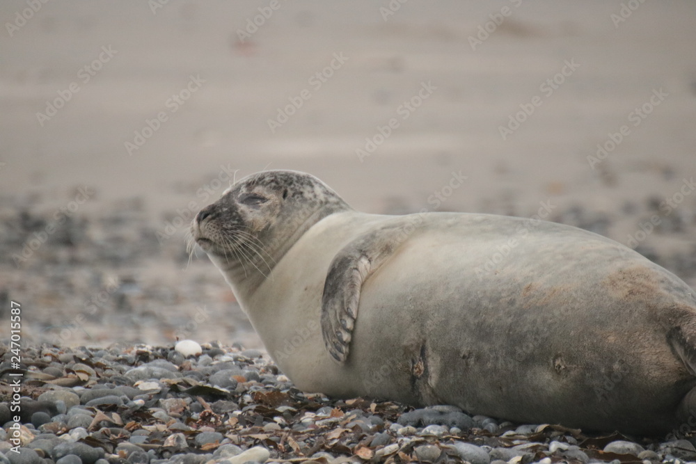 Fototapeta premium Robbe