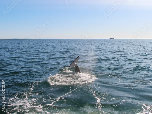 Orca  or Killer whale  dives under the water near Kamchatka Peninsula  Russia