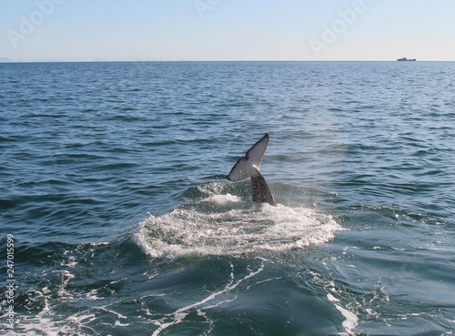 Orca  or Killer whale  dives under the water near Kamchatka Peninsula  Russia