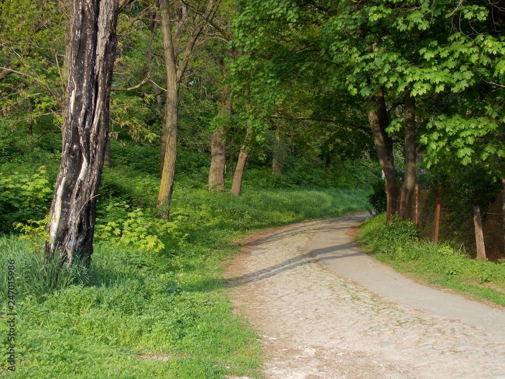 path in park