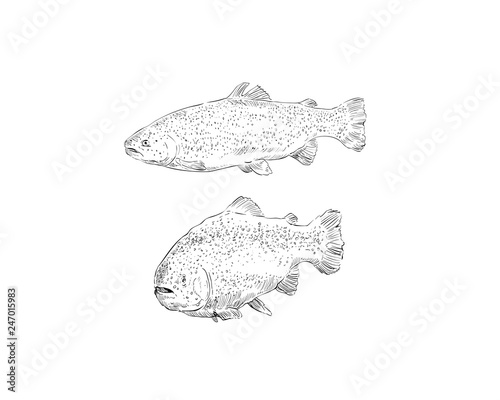 Fish trout hand drawn set. Vector illustration. 