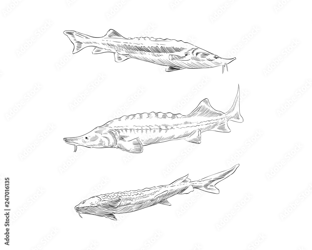 Fototapeta premium Fish sturgeon hand drawn set. Vector illustration. 