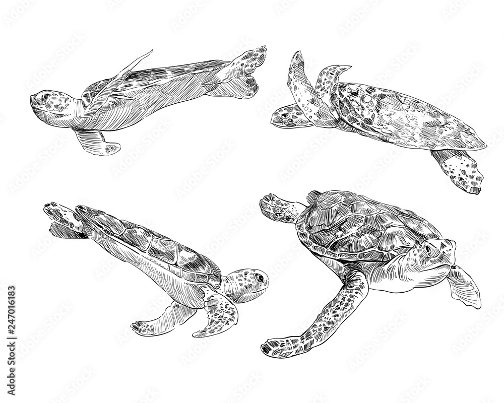 Sea turtle from a different angle hand drawn set. Vector illustration ...