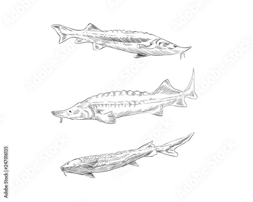 Fish sturgeon hand drawn set. Vector illustration. 