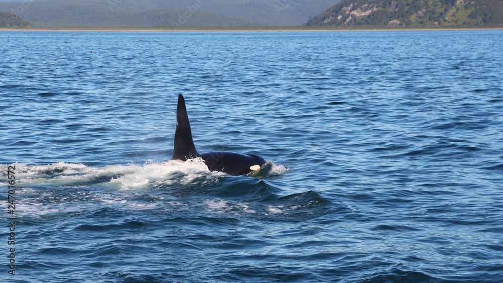 Obraz premium View of killer whale above water near Kamchatka Peninsula, Russia. The killer whale or orca (Orcinus orca) is a toothed whale belonging to the oceanic dolphin family, of which it is the largest member