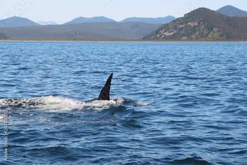 The dorsal fin of a killer whale is visible above the waters of the Pacific Ocean near the Kamchatka Peninsula, Russia. Orca  is a toothed whale belonging to the oceanic dolphin family.