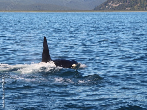 View of killer whale above water near Kamchatka Peninsula, Russia. The killer whale or orca (Orcinus orca) is a toothed whale belonging to the oceanic dolphin family, of which it is the largest member