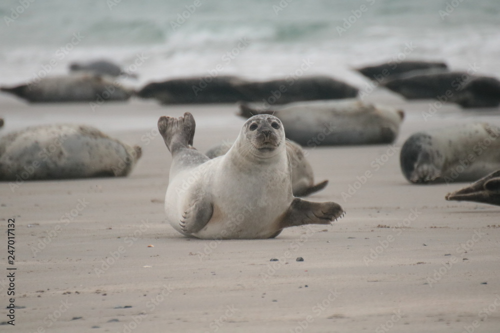 Naklejka premium Robben Helgoland