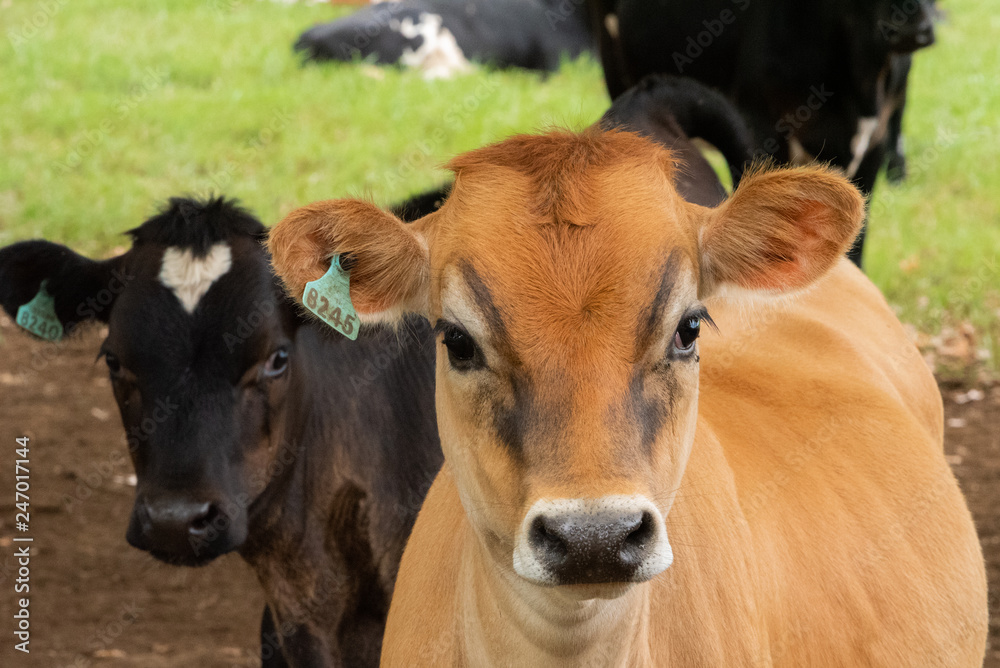 A pretty tan colored calf.