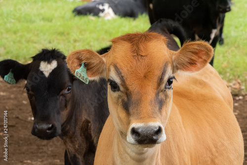 A pretty tan colored calf.
