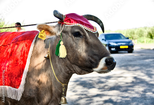 корова Гауранги