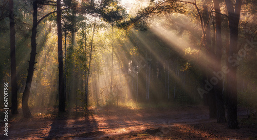 Morning. Sunlight. Sun rays. Forest.