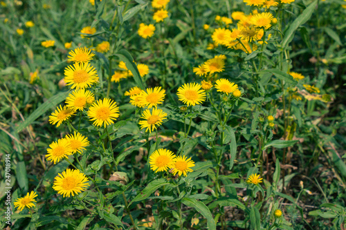 Fototapeta Naklejka Na Ścianę i Meble -  Yellow flowers in green grass meadow