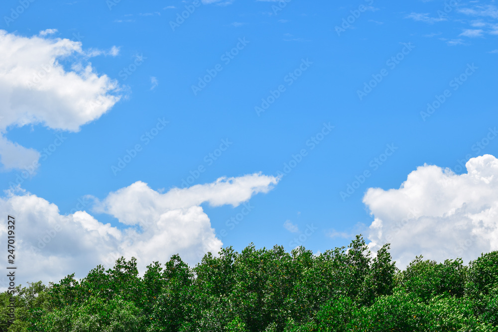 Tree view with blue sky
