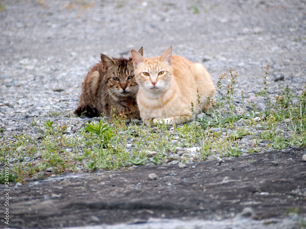 Obraz premium 街猫