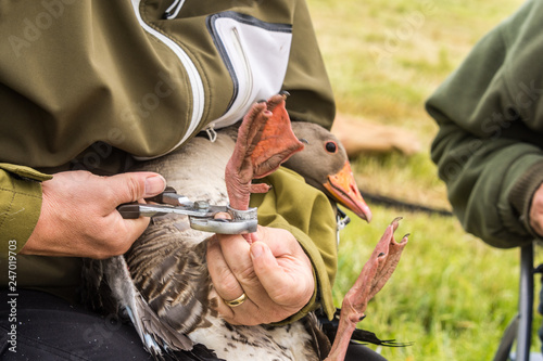 greylag Goose, anser anser, is ringed by an ornithologist, Germa