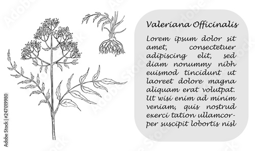 Banner with Black Branch of Valerian with Roots
