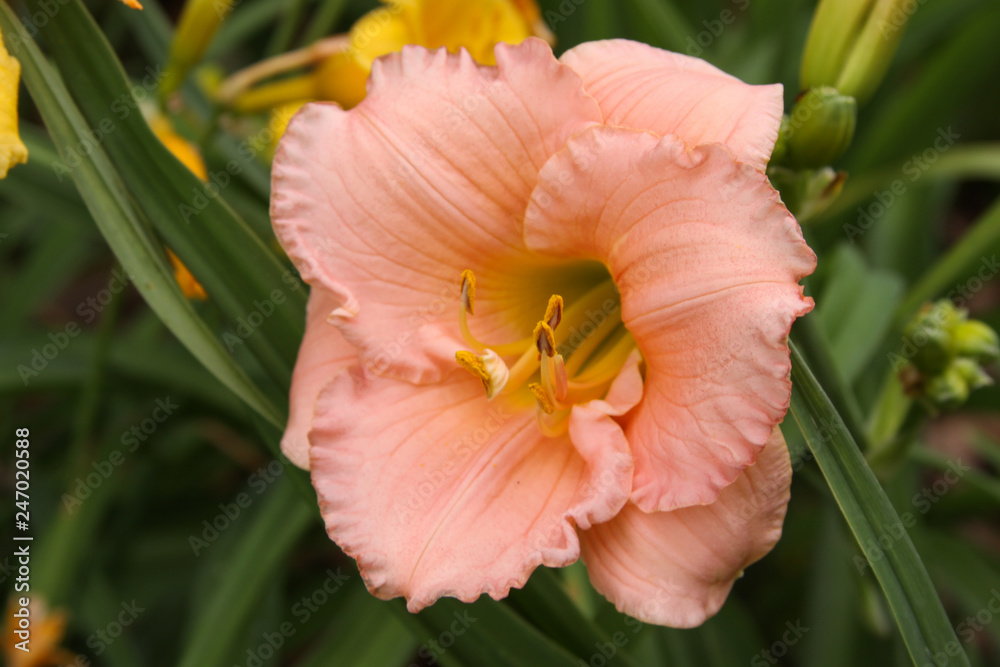 Fototapeta daylily peach