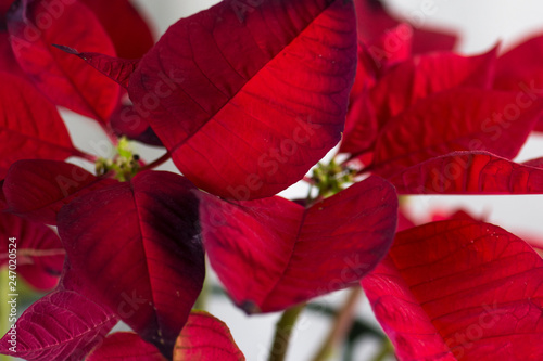 Euphorbia pulcherrima or Christmas flower with a big red color