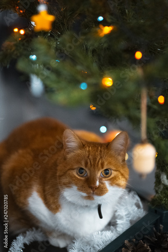 Portrait of cute red white cat near christmas tree