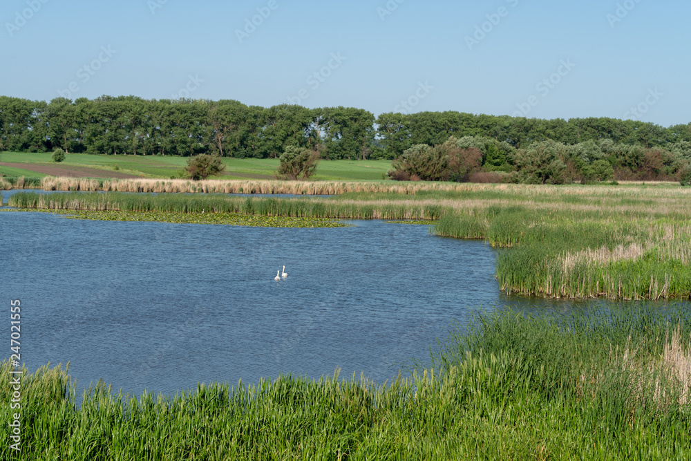 A pond in summer, Khmelnytskyi region, Ukraine