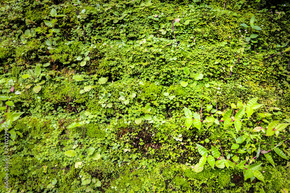 closed up of green Moss in forest