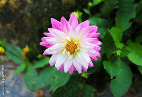 Blooming flower on blurred background