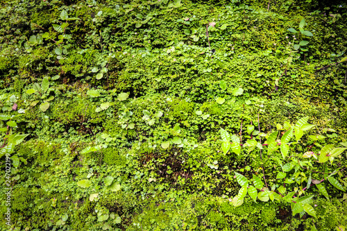 Fototapeta Naklejka Na Ścianę i Meble -  closed up of green Moss in forest