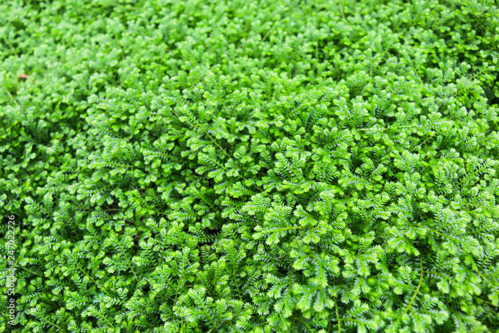 closed up of Spike Moss in forest closed up of Spike Moss in forest