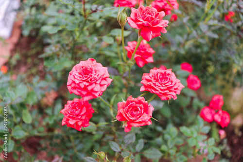 Blooming rose pink flower on blurred background