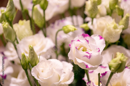 White and pink lisianthus flowers bouquet