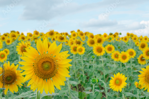 Sunflower in the garden.Sunflower field.