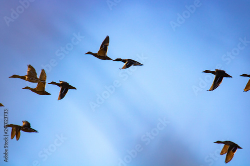 Ducks in the Sky